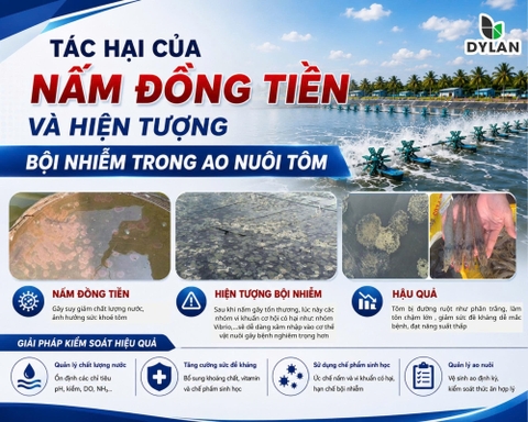 Tác hại của nấm đồng tiền và hiện tượng bội nhiễm trong ao nuôi tôm