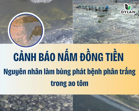 Cảnh báo nấm đồng tiền – Nguyên nhân làm bùng phát bệnh phân trắng trong ao tôm