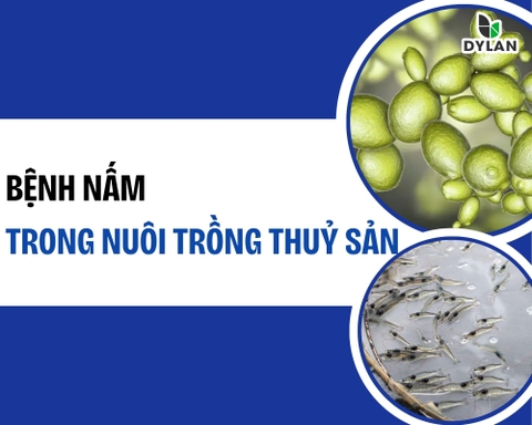 BỆNH NẤM TRONG NUÔI TRỒNG THỦY SẢN