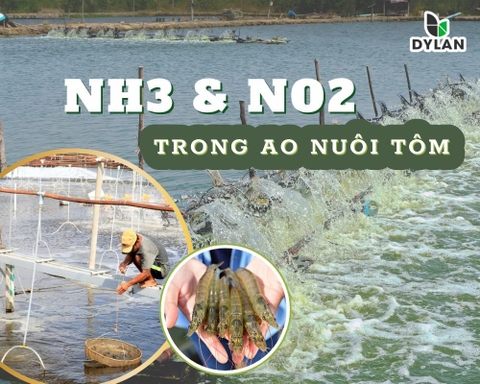 Các loại khí độc phổ biến trong nuôi trồng thủy sản