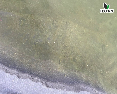 Cách xử lý nhớt bạt trong ao nuôi tôm