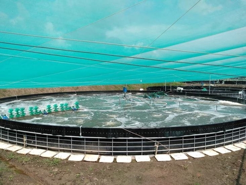 BỆNH BỌT KHÍ TRÊN TÔM CÁ – NGUYÊN NHÂN, TRIỆU CHỨNG VÀ CÁCH PHÒNG NGỪA