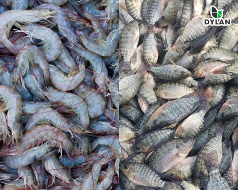 Phương pháp nuôi kết hợp cá rô phi với tôm