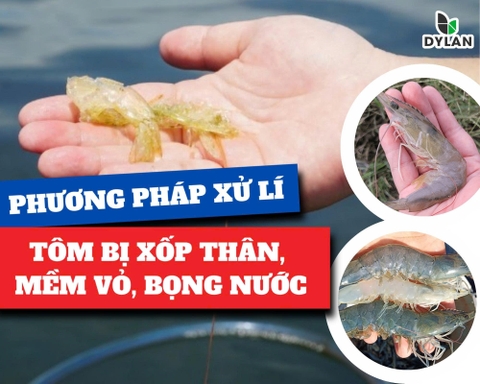 PHƯƠNG PHÁP XỬ LÝ TÔM BỊ XỐP THÂN, MỀM VỎ, BỌNG NƯỚC