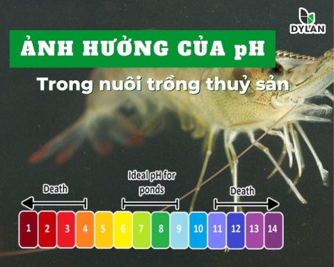 Ảnh hưởng của pH trong nuôi trồng thủy sản