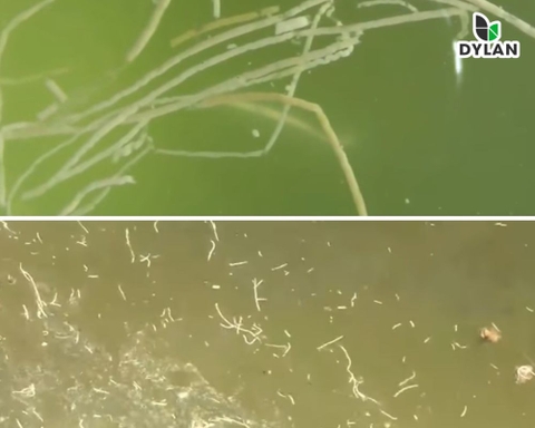 Bệnh phân trắng là gì ? Cách điều trị bênh phân trắng trên tôm