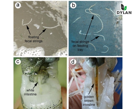 Nguyên nhân gây bệnh phân trắng trên tôm