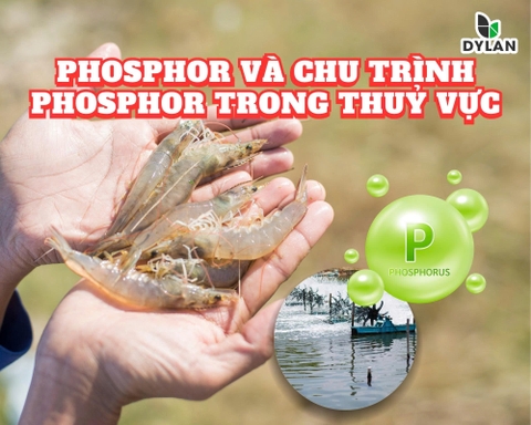 Phosphor và chu trình phosphor trong thủy vực