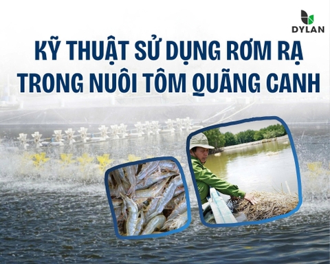 KỸ THUẬT SỬ DỤNG RƠM RẠ TRONG NUÔI TÔM QUẢNG CANH