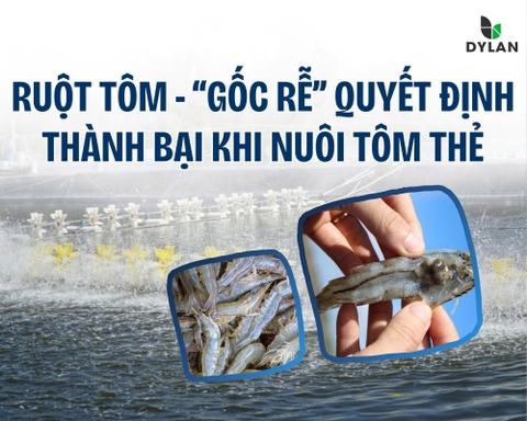 RUỘT TÔM – “GỐC RỄ” QUYẾT ĐỊNH THÀNH BẠI KHI NUÔI TÔM THẺ