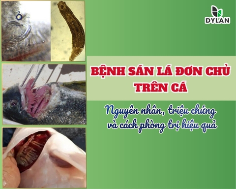 BỆNH SÁN LÁ ĐƠN CHỦ TRÊN CÁ – NGUYÊN NHÂN, TRIỆU CHỨNG VÀ CÁCH PHÒNG TRỊ HIỆU QUẢ