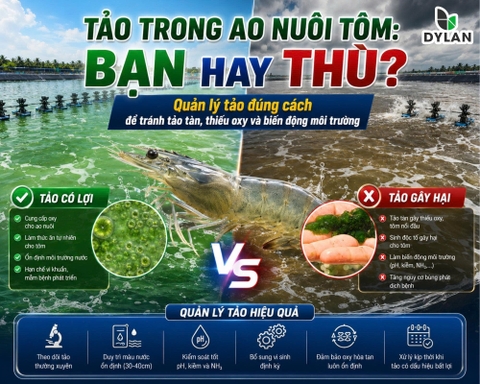 TẢO TRONG AO NUÔI TÔM: BẠN HAY THÙ? Quản lý tảo đúng cách để tránh tảo tàn, thiếu oxy và biến động môi trường