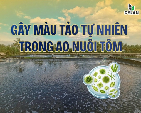 GÂY MÀU TẢO TỰ NHIÊN TRONG AO NUÔI TÔM