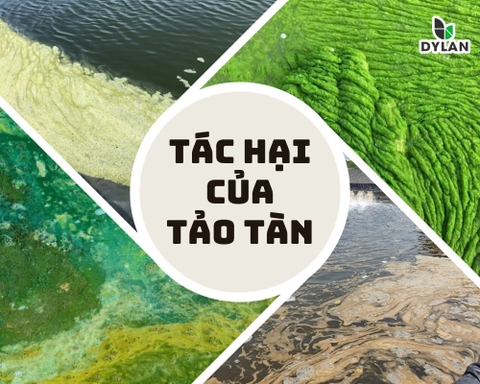 Tác Hại Của Tảo Tàn Trong Nuôi Trồng Thủy Sản