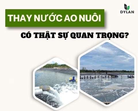 Việc thay nước cho ao nuôi có thật sự quan trọng trong nuôi trồng thủy sản?