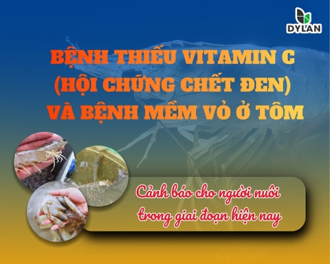 BỆNH THIẾU VITAMIN C (HỘI CHỨNG CHẾT ĐEN) VÀ BỆNH MỀM VỎ Ở TÔM – CẢNH BÁO CHO NGƯỜI NUÔI TRONG GIAI ĐOẠN HIỆN NAY