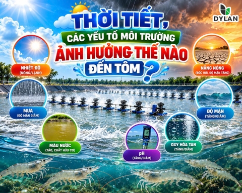 THỜI TIẾT ẢNH HƯỞNG ĐẾN TÔM NUÔI NHƯ THẾ NÀO? CÁCH QUẢN LÝ AO TÔM KHI THỜI TIẾT THẤT THƯỜNG