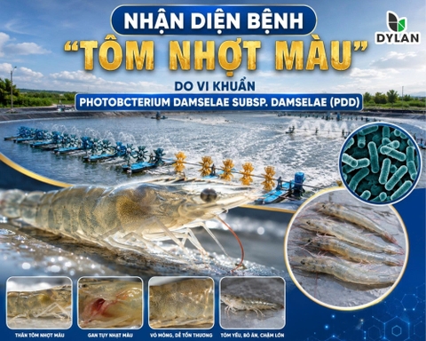 NHẬN DIỆN BỆNH “TÔM NHỢT MÀU” DO VI KHUẨN PHOTOBCTERIUM DAMSELAE SUBSP. DAMSELAE (PDD)