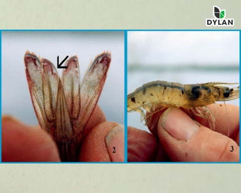 Bệnh đuôi đỏ TSV - Hội chứng virus Taura