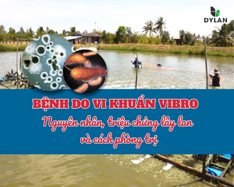 BỆNH DO VI KHUẨN VIBRIO TRONG NUÔI TRỒNG THỦY SẢN – NGUYÊN NHÂN, TRIỆU CHỨNG, LÂY LAN VÀ CÁCH PHÒNG TRỊ HIỆU QUẢ