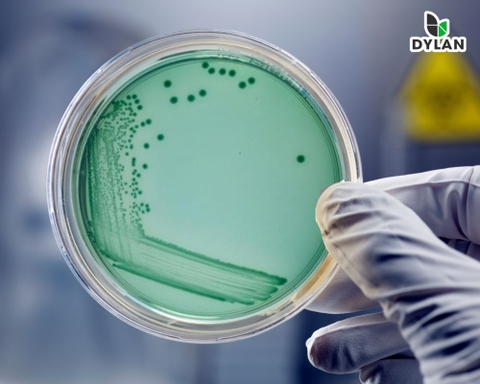 Vi khuẩn vibrio gây bệnh ở tôm