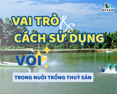 Vai trò và cách sử dụng vôi trong nuôi trồng thủy sản – Giải pháp cải thiện ao đất phèn và ao nuôi khi mưa kéo dài