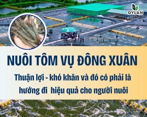 Nuôi tôm vụ đông xuân: Thuận lợi – Khó khăn và có phải là hướng đi hiệu quả cho người nuôi