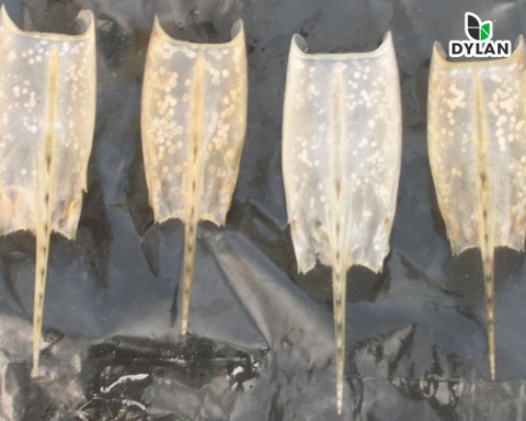 Cơ quan lây nhiễm virus đốm trắng trên tôm