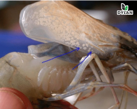 Bệnh đốm trắng trên tôm