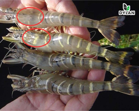 Bệnh đầu vàng (YHD) trên tôm sú