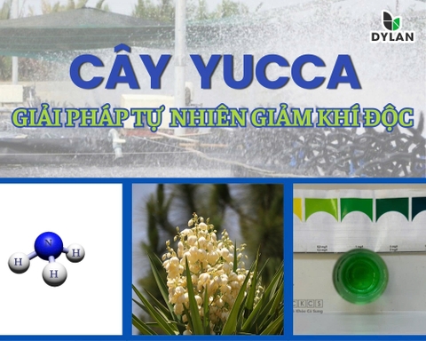 Yucca – Giải pháp tự nhiên giúp giảm khí độc trong nuôi trồng thủy sản