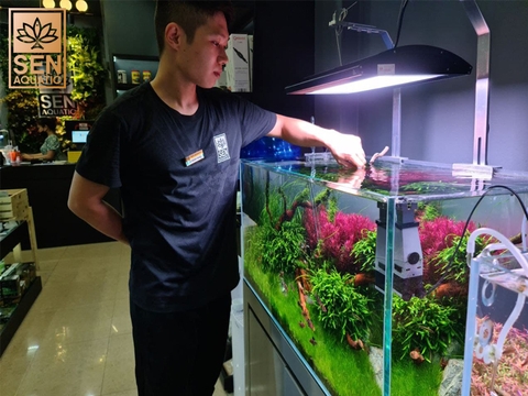 Dịch Vụ Tư Vấn - Thiết Kế - Lắp Đặt Và Bảo Dưỡng Bể Thủy Sinh Trọn Gói Tại Sen Aquatic
