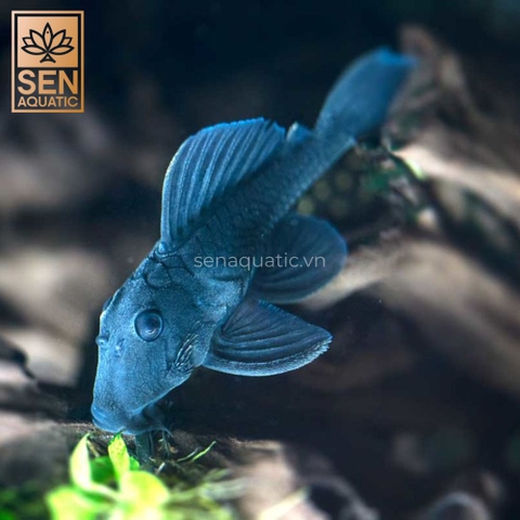 Top 5 Loài Pleco Được Đánh Giá Cao Trong Giới Thủy Sinh