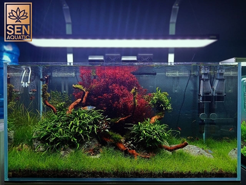 Aquascaping (Nghệ thuật thiết kế bể thủy sinh) là gì?