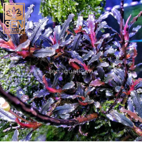 Cẩm Nang Chăm Sóc Dòng Cây Bucep