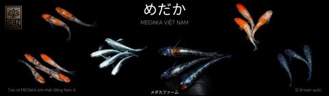 Medaka Việt Nam