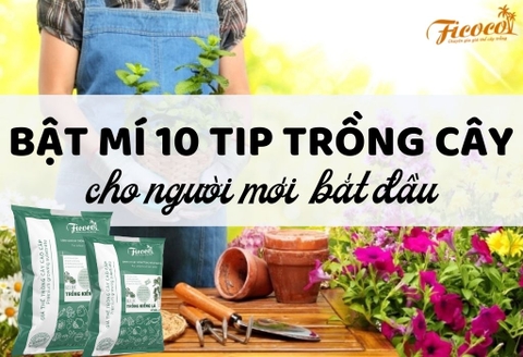 Bật mí 10 tips làm vườn cho người mới bắt đầu