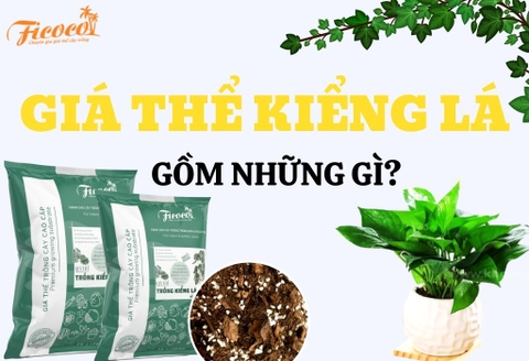 Giá thể kiểng lá gồm những thành phần gì?