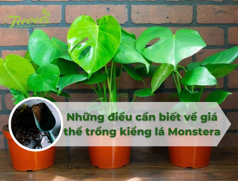 KIỂNG LÁ VÀ NHỮNG ĐIỀU CẦN BIẾT VỀ GIÁ THỂ TRỒNG KIỂNG LÁ MONSTERA