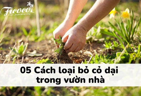 05 cách loại bỏ cỏ dại trong vườn nhà