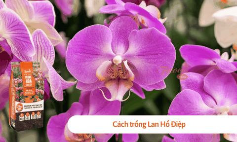 Cách trồng Lan Hồ Điệp lúc mới mua về đúng cách
