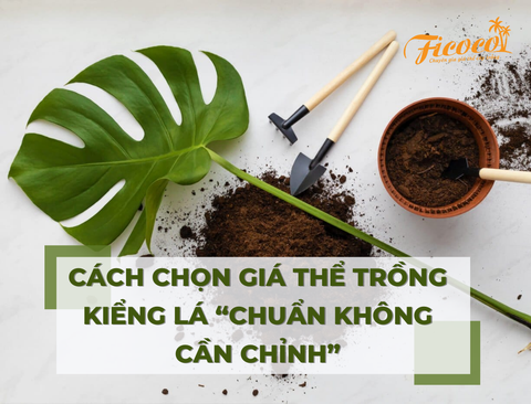 CÁCH CHỌN GIÁ THỂ TRỒNG KIẾNG LÁ 