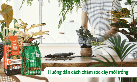 Hướng dẫn cách chăm sóc cây mới trồng cho người chưa có kinh nghiệm