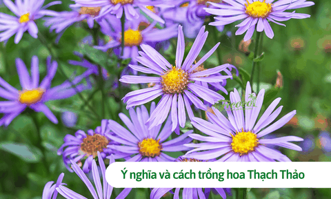 Hoa thạch thảo: Ý nghĩa khi trồng và cách trồng đơn giản nhất