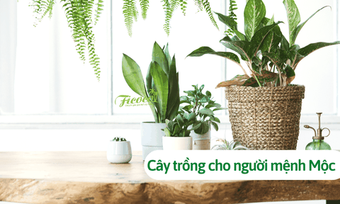 Mệnh Mộc hợp cây gì? Top 10 mẫu cây trồng hợp phong thủy mệnh mộc