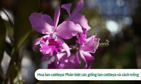 Hoa lan cattleya: Phân biệt các giống lan cattleya và cách trồng chi tiết