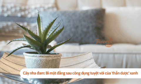 Cây nha đam: Bí mật đằng sau công dụng tuyệt vời của 'thần dược' xanh