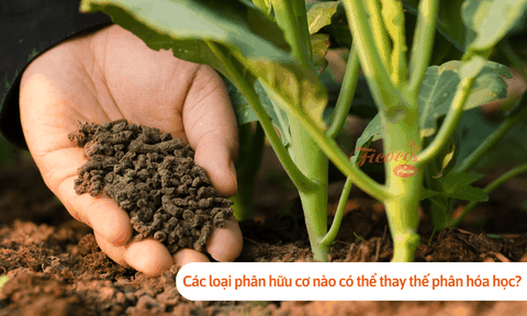 Các loại phân hữu cơ nào có thể thay thế phân hóa học? Lưu ý gì khi sử dụng?