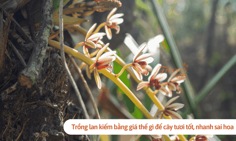 Trồng lan kiếm bằng giá thể gì để cây tươi tốt, nhanh sai hoa