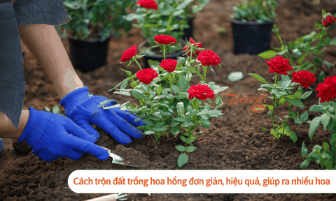Cách trộn đất trồng hoa hồng đơn giản, hiệu quả, giúp ra nhiều hoa